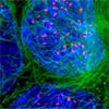 microscopy
